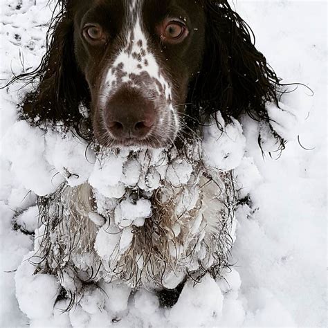 The Abominable Snow Dog Dogsofinstagram Dogs Snow Dogs Dogs