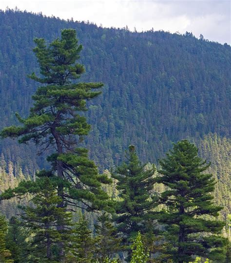 1) draw a rectangle that will define the conditional proportions and boundaries of the chosen drawing. Pinus koraiensis - Korean White Pine for sale