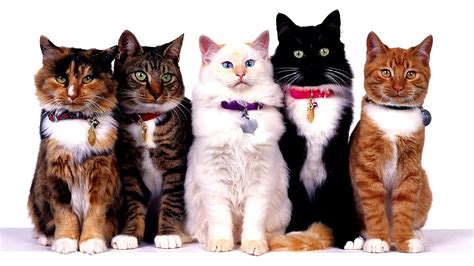Different Cat Breeds Cat Choices