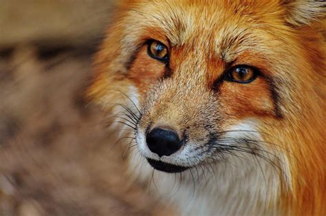 Kostenlose Bild Fuchs Tier Tierwelt Fotografie Natur