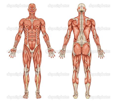 Diagram of the human muscular system (infographic). Anatomy of male muscular system - posterior and anterior ...