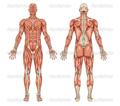 Kidneys and bladder, human internal organ diagram. Anatomy of male muscular system - posterior and anterior ...