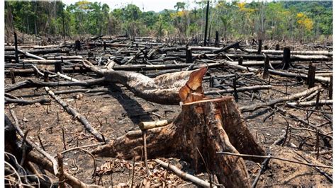 La Deforestación De La Amazonia Aumentó Un 150 En El último Mes De
