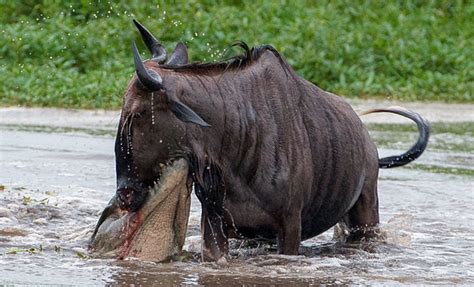 Wildebeest In Middle Of Fight Between Croc And Hippo Africa Geographic