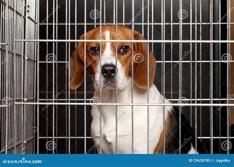 Dog In A Cage Stock Image Image Of Lonely Caged Cage 29628785