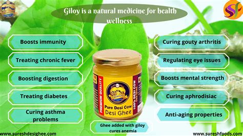 What Is Giloy And Its Benefits