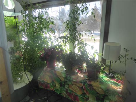 We did not find results for: giant tomato plant | Tower garden, Tomato plants, Hydroponics