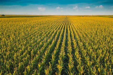 Corn Field Stock Image Image Of Farm Growth Maize 13192697