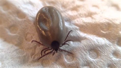 Ixodes Scapularis Tick We Just Pulled Out Of The Cat Youtube
