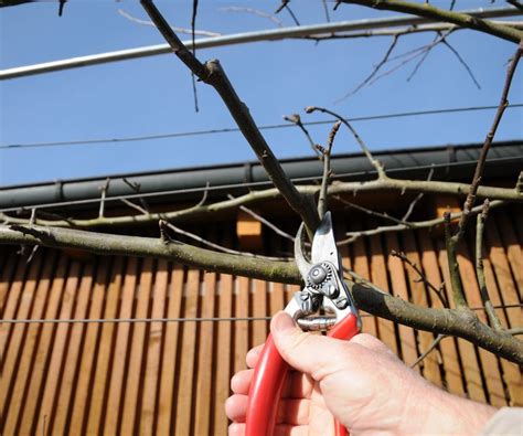 Pruning Espalier Apple Trees How And When To Do It