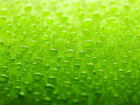 We did not find results for: Green Wallpaper - Colors Wallpaper (34511126) - Fanpop