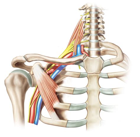 Brachial Plexus Anatomy Function And Treatment