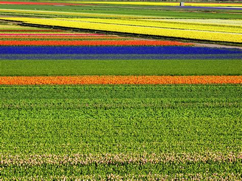 Netherlands, Lisse Photograph by Terry Eggers
