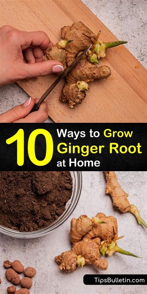 10 Brilliant Ways To Grow Ginger Root At Home In 2021 Growing Ginger