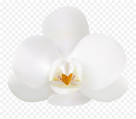 Clipart White Orchid Png Emojiorchid Emoji Free Transparent Emoji