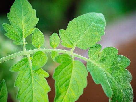 There are some people who would tell you that if you have space to grow only one fruit or vegetable, then tomatoes are the way to go. Smells of Summer: Fresh, Fragrant Tomato Leaves - Garden Betty