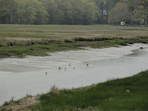 Scarborough Marsh Nature Trail Maine Trail Finder