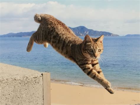 五十嵐健太飛び猫 ︎ En Twitter 飛び猫写真展の会場内は撮影可能です。 撮った写真はスマホの待ち受けやpc壁紙にしたり、スマホ