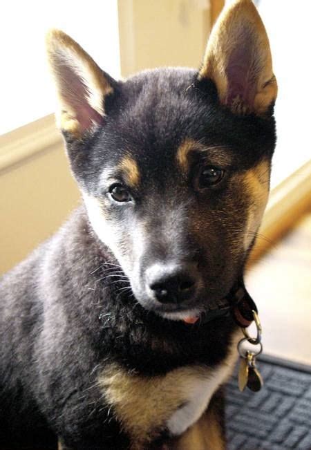 Shiba Inu And German Shepherd Mix Tell Me This Is Not The Cutest Puppy