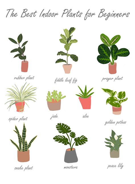 The Best Indoor Plants For Beginners — Soultravelfitness