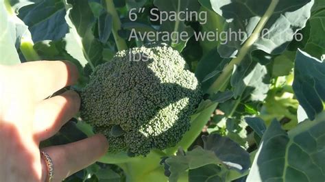 Broccoli Plant Spacing Matters Youtube