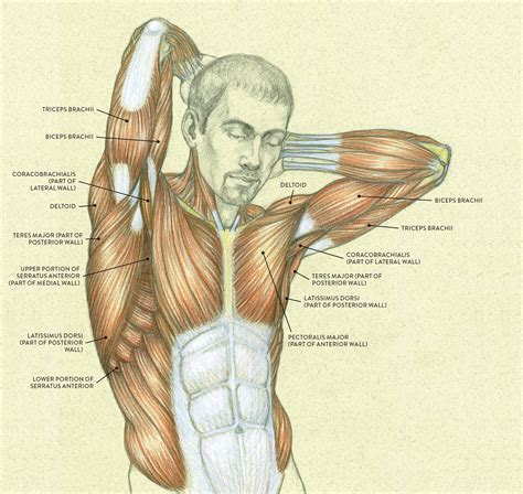 Anatomy Of The Armpit Images And Photos Finder