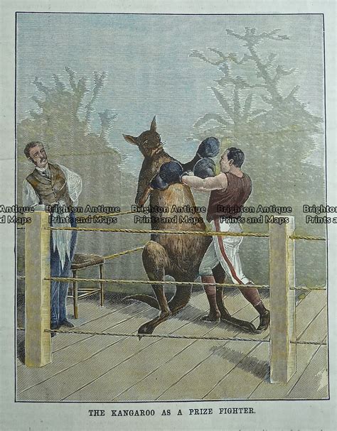 Antique Print 232 548 Boxing Match With Kangaroo C1890 Brighton