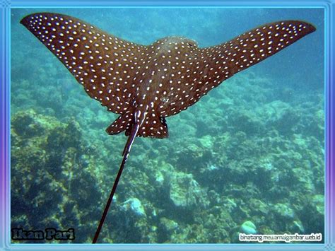 Nama-Nama Ikan Laut | Nuansa Sains