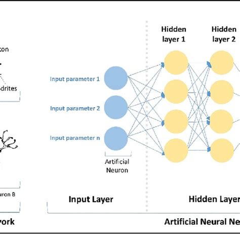 conceptual similarity between biological neural network and artificial download scientific