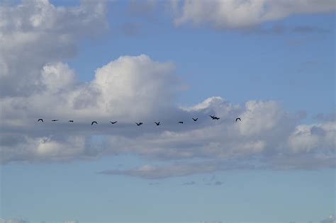 Free Photo Sky Bird Flight Migratory Birds Fly Geese In A Row