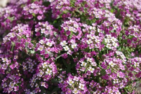 Royal Carpet Alyssum Seeds — San Diego Seed Company