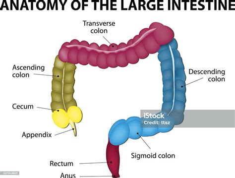 Large Intestine Human Anatomy Stock Vector Art More Images Of Anatomy