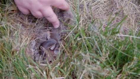 I Found Wild Baby Bunnies In My Backyard Youtube