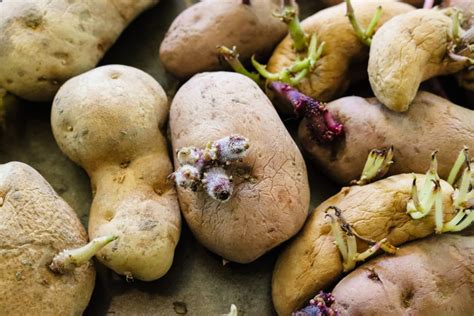 How To Plant And Grow Potatoes In Containers Or The Ground