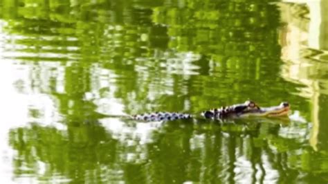 Chicago Police Confirm Theres An Alligator In Park Lagoon Huffpost