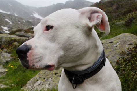 Each the cane corso and dogo argentino shed reasonably. Dogo Argentino: Size, Temperament and Health