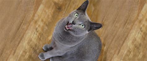 Why Does My Cat Weird Cat Behaviors Explained Dine® Au