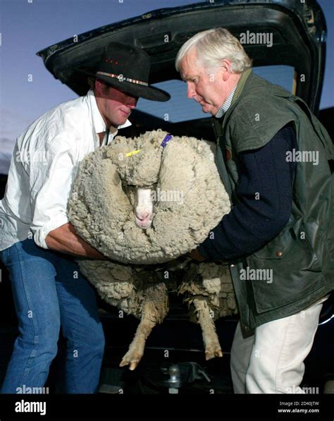 Shrek The Merino Sheep Is Unloaded From A Van By Musterer Danny Devine L And Shreks Owner