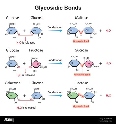 Scientific Designing Of Glycosidic Bonds Glycosidic Bond Formation From Two Monomers Vector