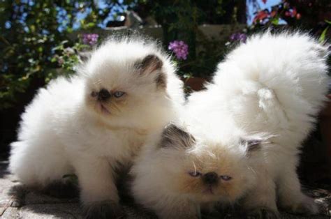 Himalayan Chocolate Point Kittens For Sale In Sarasota Florida Classified