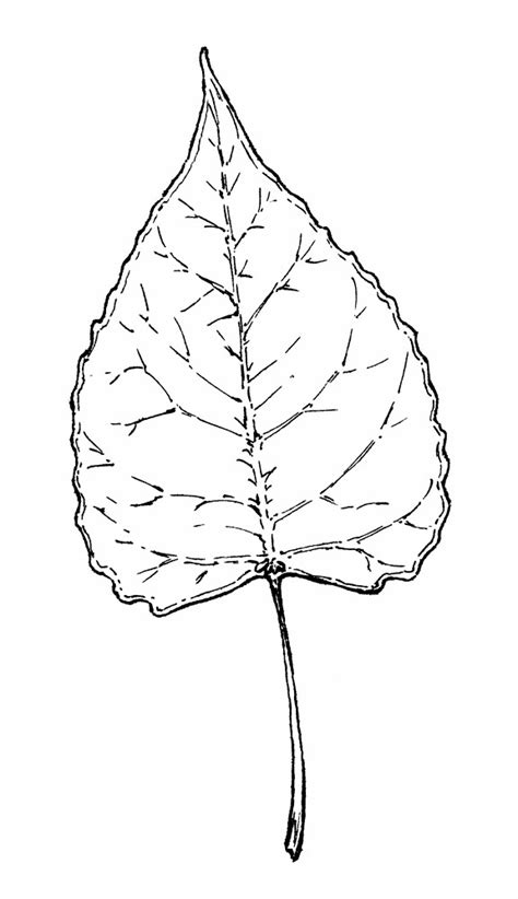 Populus Deltoides Eastern Cottonwood Necklace Poplar Go Botany