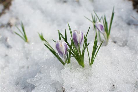 First Spring Flowers In The Snow Stock Image Image Of White Ground