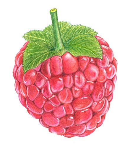 Colored drawing of a raspberry | Natural form art, Raspberry