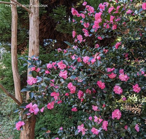 Buy Camellia X Rose Of Autumn Pink Flowering Camellia Mr Maple