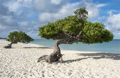 Divi Divi Tree De Eagle Beach Aruba 1 Foto De Stock Imagem De