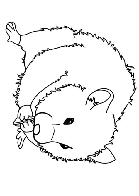 Hamster Coloring Pages Easy