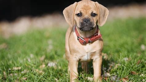 How many vaccinations does my puppy need? Puggle-Dog-900x1600.jpg (1600×900) | Puggle dogs, Very ...