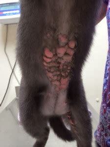 If your cat suffers from eosinophilic granuloma complex, its natural course can run the gamut, from a small ulcer to oozing lesions and masses resembling tumors. Eosinophilic granuloma complex | Perth Cat Hospital ...