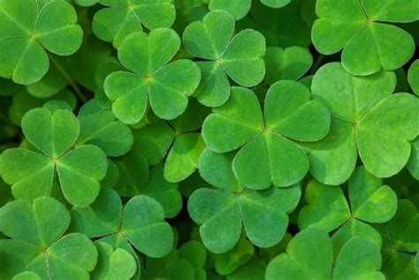 St Patricks Day Background Saint Patrick S Day Hd Wallpaper Download