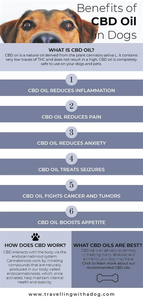 Everything You Need To Know About Cbd Oil For Dogs